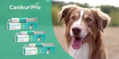 Video om Canikur Pro veterinær.Pasta, 15 ml