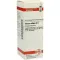 VISCUM ALBUM D6 Fortynning, 20 ml