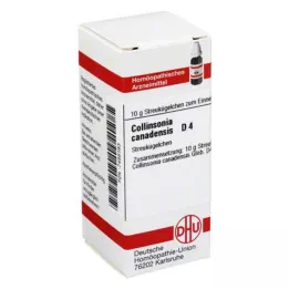 COLLINSONIA CANADENSIS D 4 kuler, 10 g