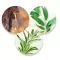 Instructions for use for Ilon Protect salve, 50 ml - 2