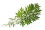 Instructions for use for GASTEO Dråper for gastrointestinale plager, 50 ml - 5