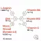MACA 4:1 høydose+L-argininkapsler, 240 stk