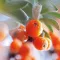 WELEDA Sea Buckthorn Rich Care Body Lotion, 200 ml
