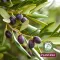 PLANTANA Olive Care dusjbad med økologisk oliven, 500 ml